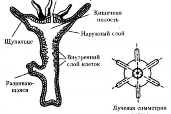 Ссылка blacksprut через tor