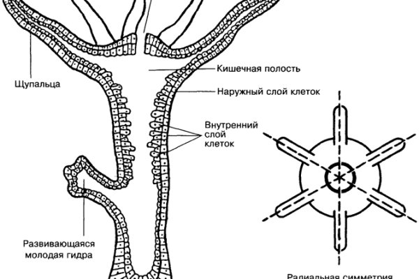 Блекспрут com