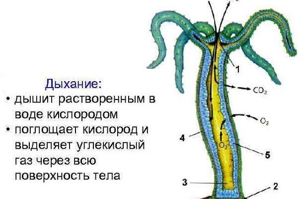 Как обойти 2fa на blacksprut